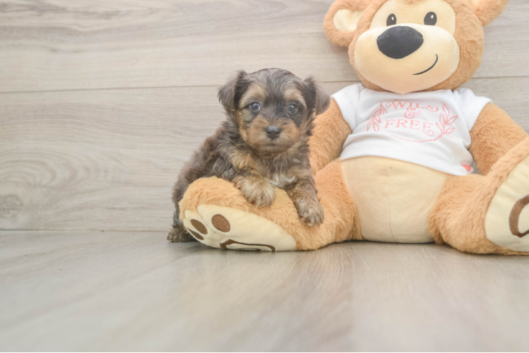 Meet Brad - our Yorkie Poo Puppy Photo  1/3 - Simply Southern Pups Best Yorkie Poo Baby