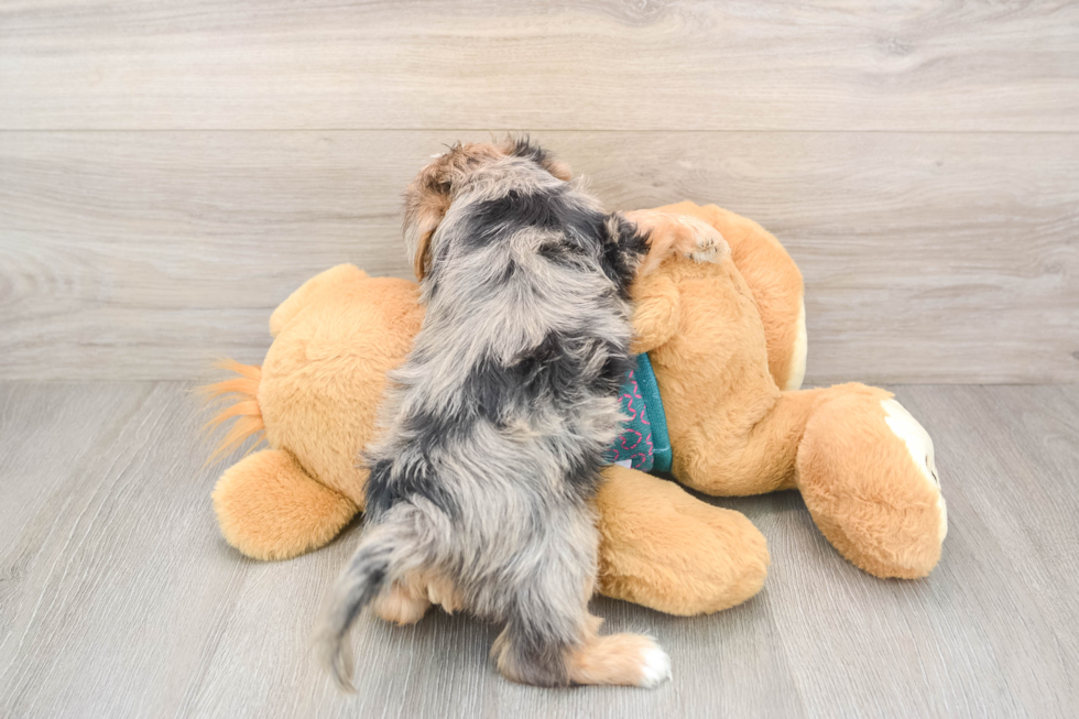 Sweet Yorkie Poo Baby