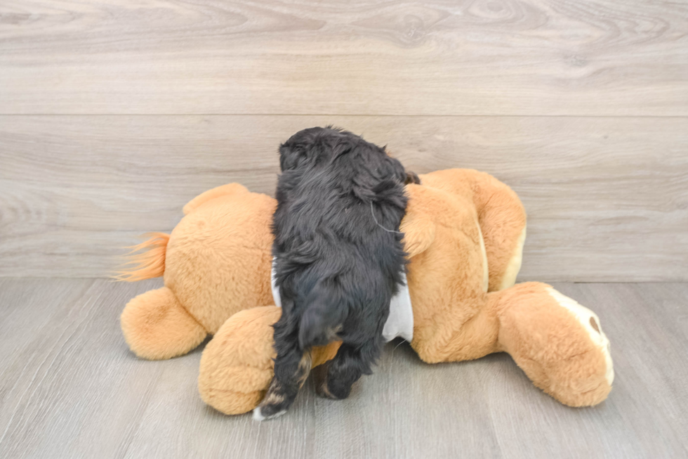 Popular Yorkie Poo Poodle Mix Pup