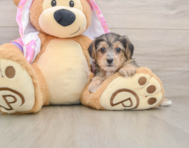 7 week old Yorkie Poo Puppy For Sale - Simply Southern Pups