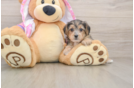 Yorkie Poo Puppy for Adoption