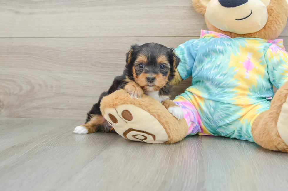 6 week old Yorkie Poo Puppy For Sale - Simply Southern Pups