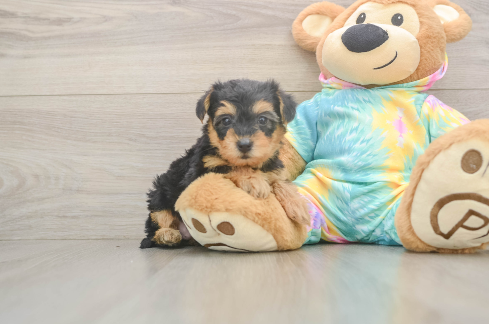 5 week old Yorkie Poo Puppy For Sale - Simply Southern Pups