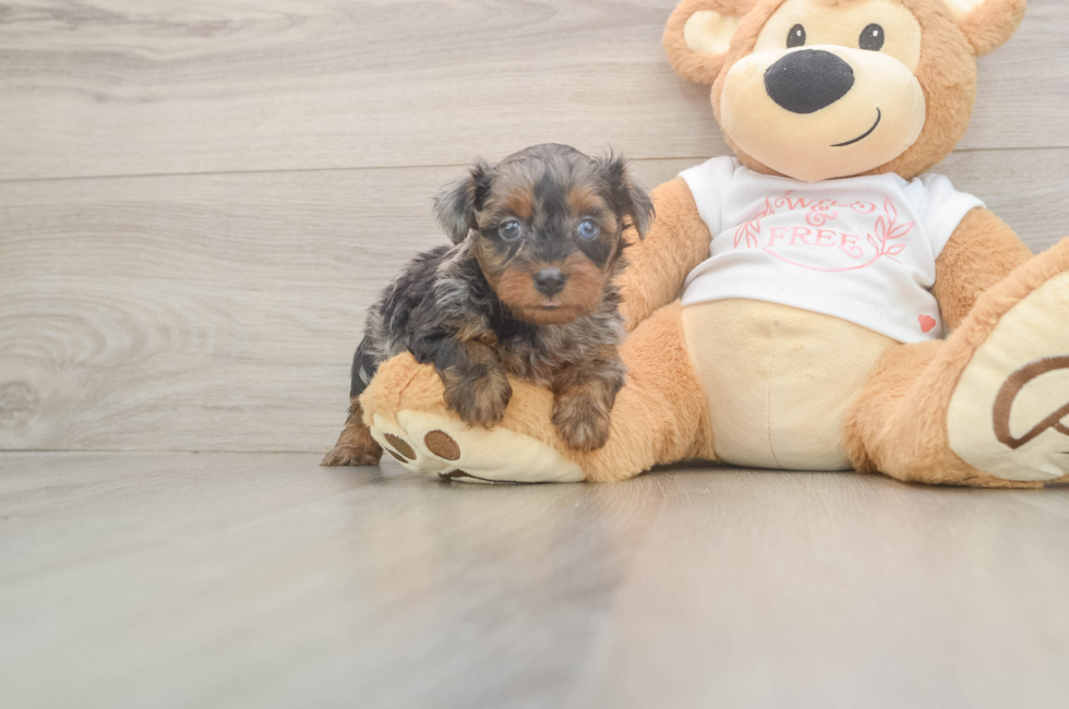 5 week old Yorkie Poo Puppy For Sale - Simply Southern Pups