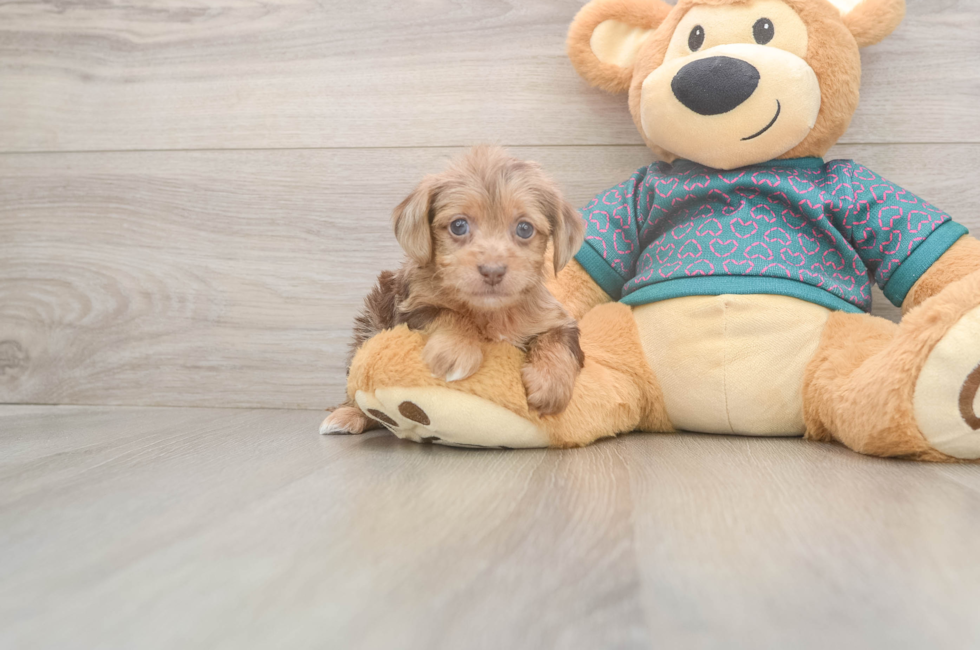 5 week old Yorkie Poo Puppy For Sale - Simply Southern Pups