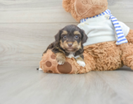 7 week old Yorkie Poo Puppy For Sale - Simply Southern Pups