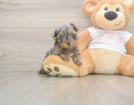 7 week old Yorkie Poo Puppy For Sale - Simply Southern Pups