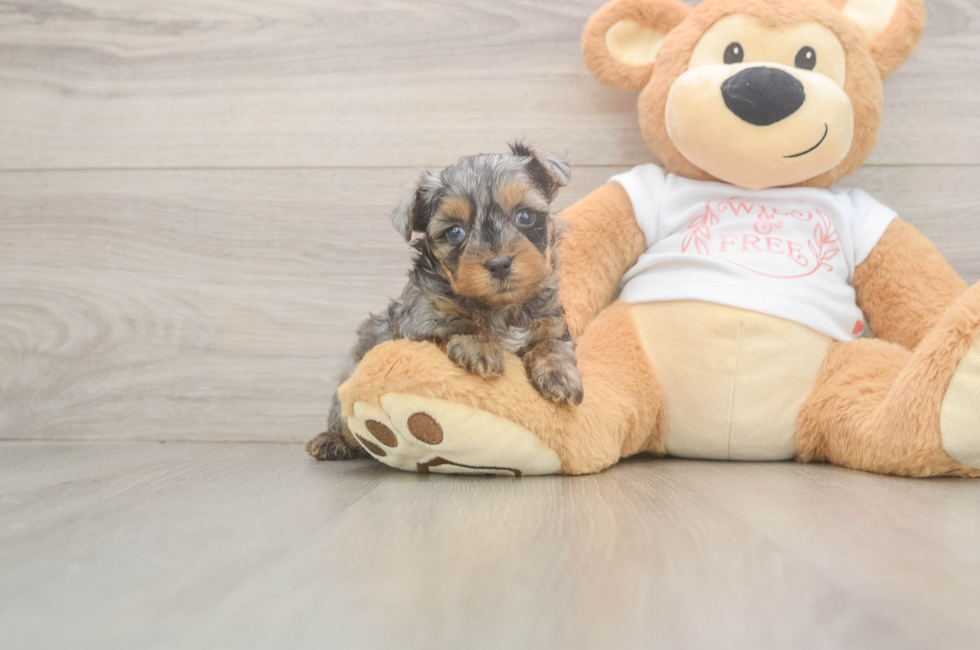 5 week old Yorkie Poo Puppy For Sale - Simply Southern Pups