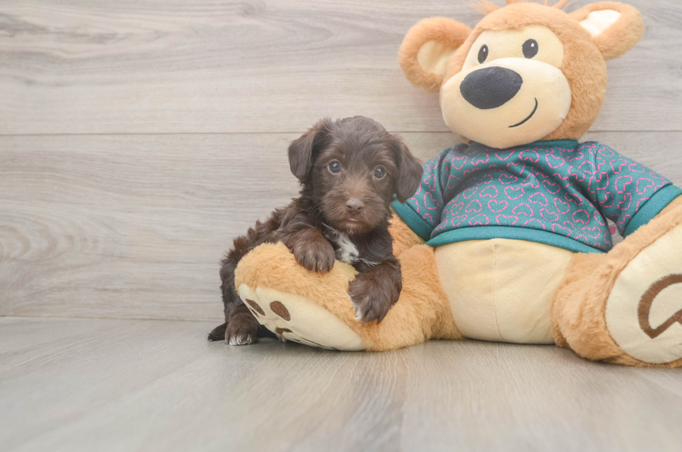 5 week old Yorkie Poo Puppy For Sale - Simply Southern Pups