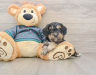 8 week old Yorkie Poo Puppy For Sale - Simply Southern Pups