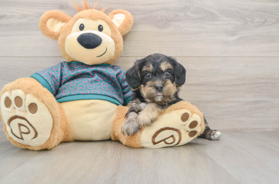 Best Yorkie Poo Baby