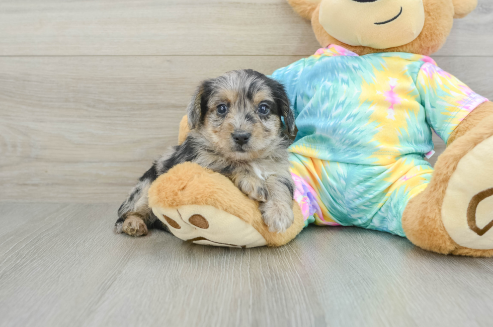 5 week old Yorkie Poo Puppy For Sale - Simply Southern Pups