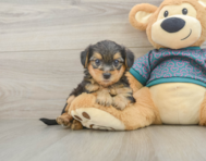 7 week old Yorkie Poo Puppy For Sale - Simply Southern Pups