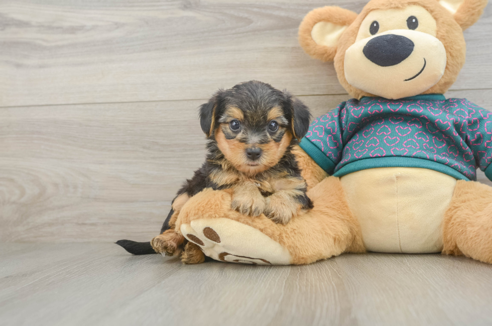 6 week old Yorkie Poo Puppy For Sale - Simply Southern Pups