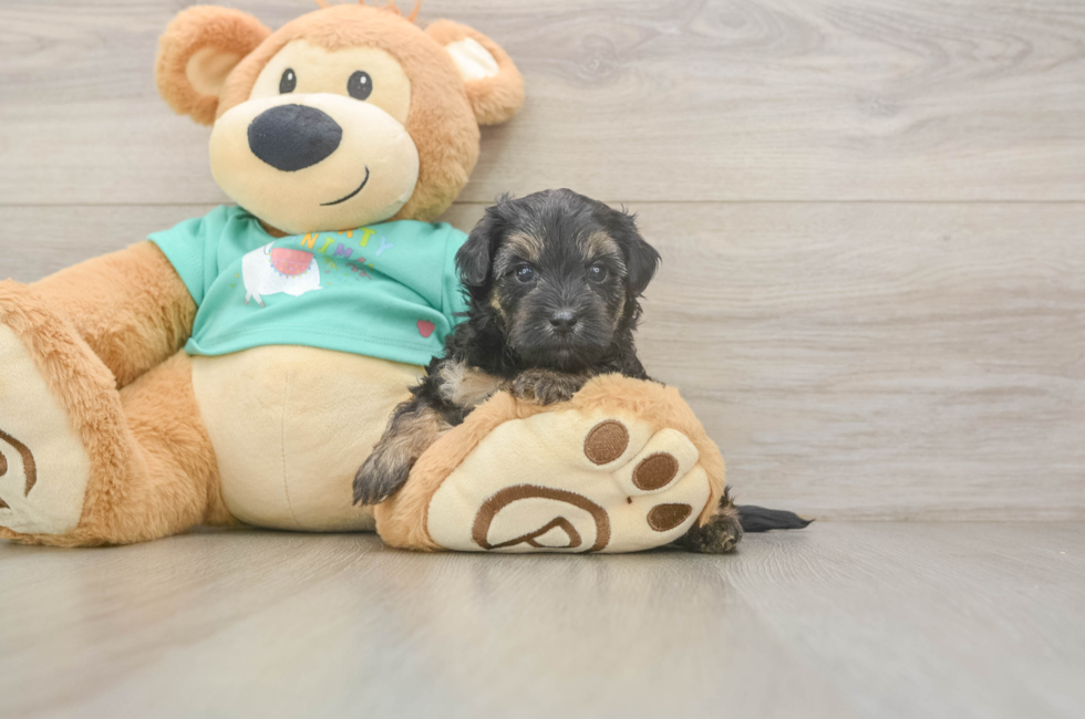 5 week old Yorkie Poo Puppy For Sale - Simply Southern Pups