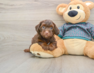 7 week old Yorkie Poo Puppy For Sale - Simply Southern Pups
