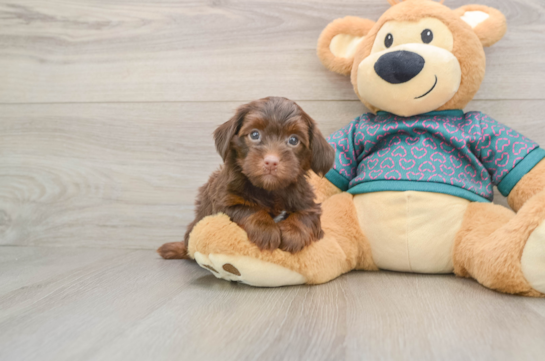 Playful Yo Yo Poo Poodle Mix Puppy