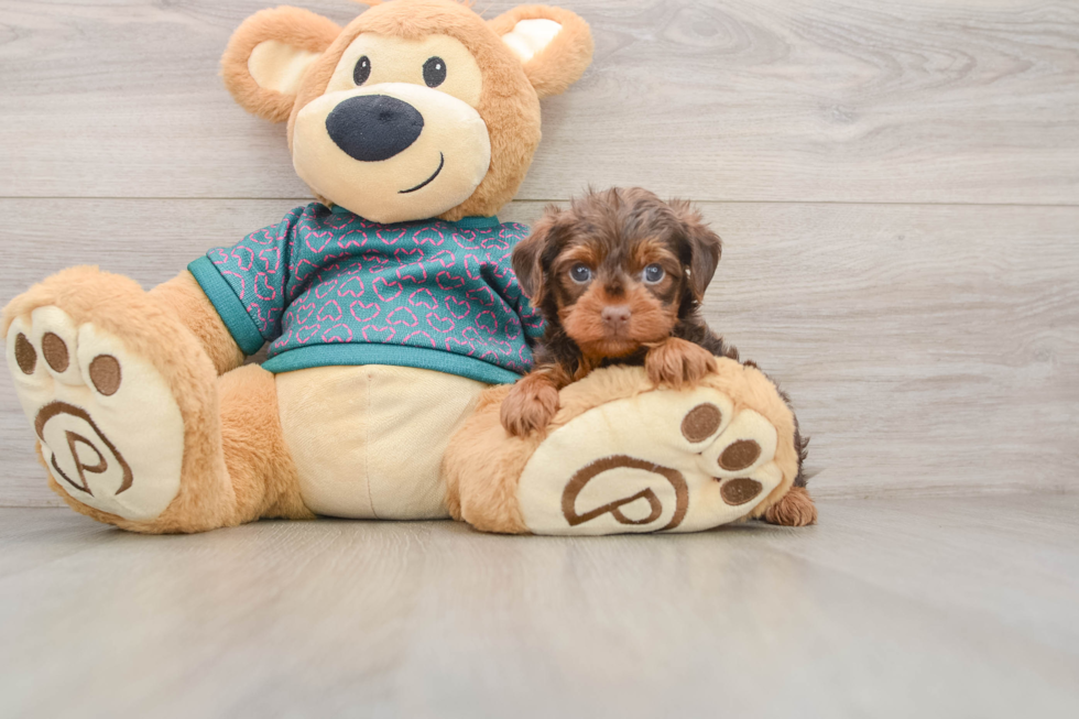 Yorkie Poo Pup Being Cute