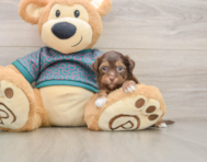 7 week old Yorkie Poo Puppy For Sale - Simply Southern Pups