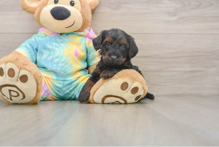 Best Yorkie Poo Baby