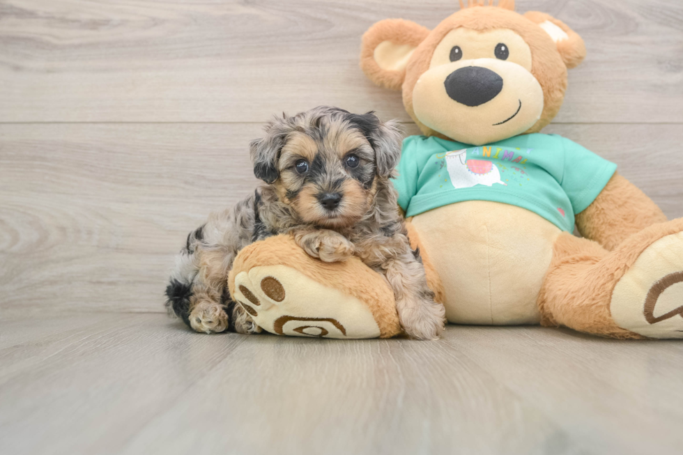 Yorkie Poo Puppy for Adoption
