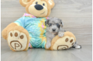 Popular Yorkie Poo Poodle Mix Pup