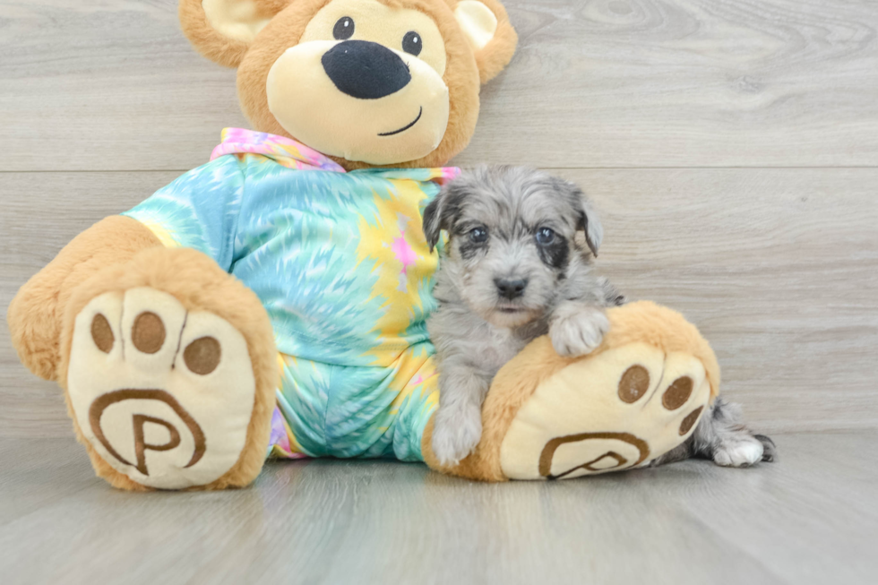 Popular Yorkie Poo Poodle Mix Pup