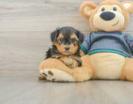 7 week old Yorkie Poo Puppy For Sale - Simply Southern Pups