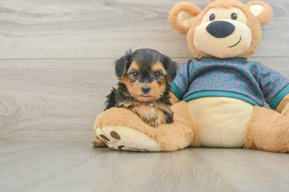 6 week old Yorkie Poo Puppy For Sale - Simply Southern Pups
