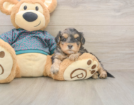 7 week old Yorkie Poo Puppy For Sale - Simply Southern Pups