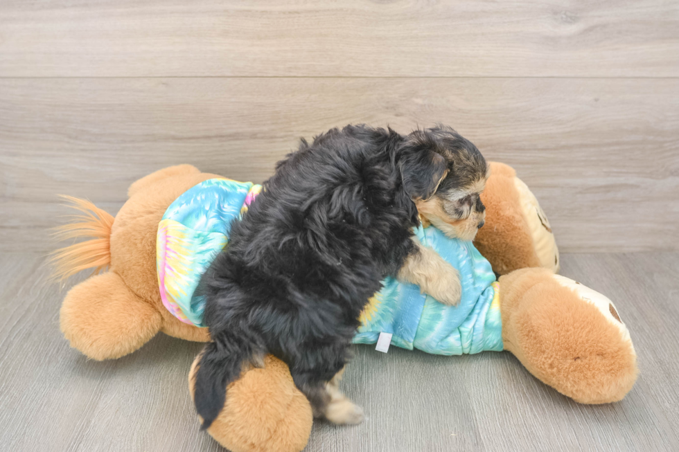 Energetic Yorkipoo Poodle Mix Puppy
