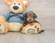 8 week old Yorkie Poo Puppy For Sale - Simply Southern Pups