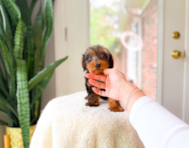 9 week old Yorkie Poo Puppy For Sale - Simply Southern Pups