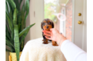 Best Yorkie Poo Baby