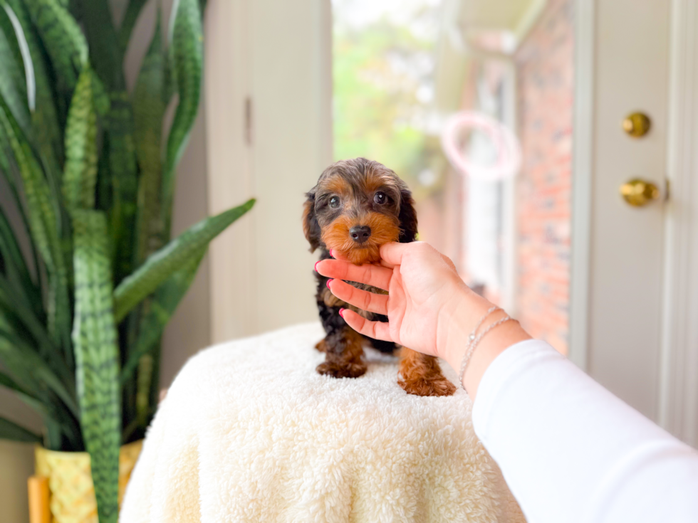 Best Yorkie Poo Baby