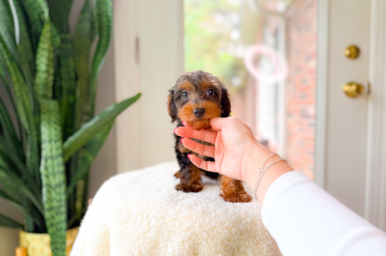 Best Yorkie Poo Baby