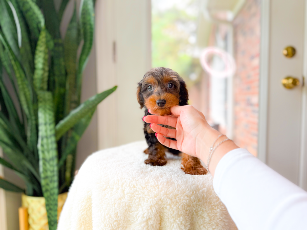 Cute Yorkie Poo Poodle Mix Pup