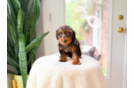 Yorkie Poo Pup Being Cute