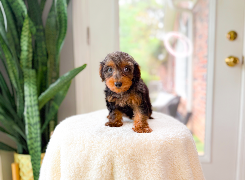 Yorkie Poo Pup Being Cute