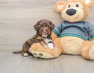 7 week old Yorkie Poo Puppy For Sale - Simply Southern Pups
