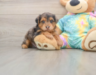 7 week old Yorkie Poo Puppy For Sale - Simply Southern Pups