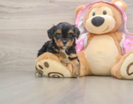 7 week old Yorkie Poo Puppy For Sale - Simply Southern Pups