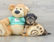 6 week old Yorkie Poo Puppy For Sale - Simply Southern Pups
