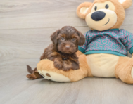 7 week old Yorkie Poo Puppy For Sale - Simply Southern Pups