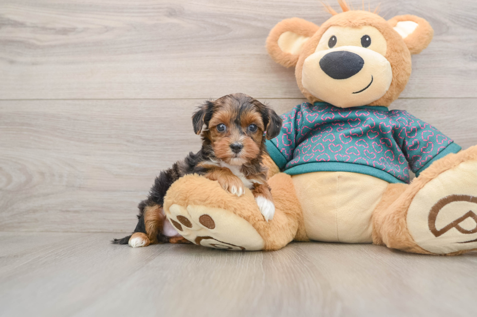 Sweet Yorkie Poo Baby