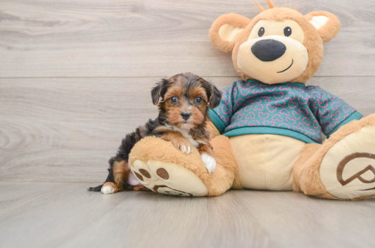 Sweet Yorkie Poo Baby