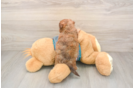 Fluffy Yorkie Poo Poodle Mix Pup