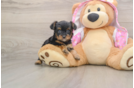 Playful Yo Yo Poo Poodle Mix Puppy