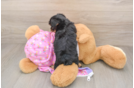 Yorkie Poo Puppy for Adoption