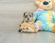 8 week old Yorkie Poo Puppy For Sale - Simply Southern Pups